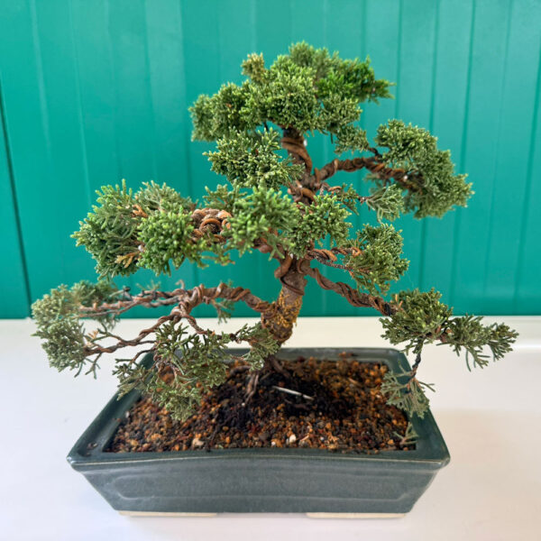 junipero-bonsai