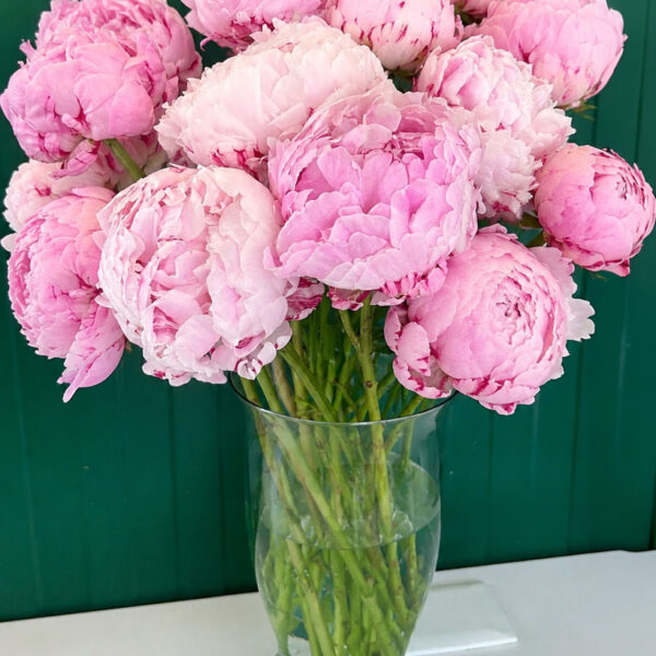 peonias