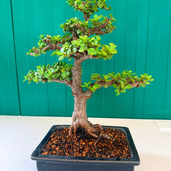 portulacaria-bonsai