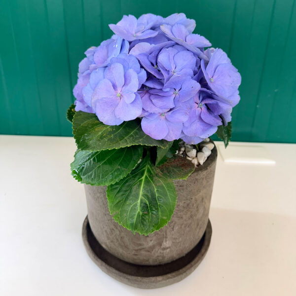 terre-hortensia